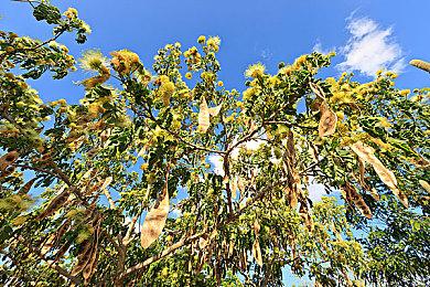 微软《帝国时代4》配置要求公布 970也能玩